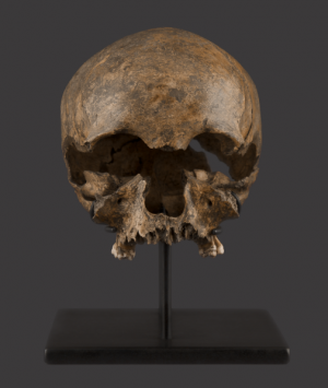 European Renaissance Period Human Skull