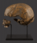European Renaissance Period Human Skull