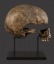 European Renaissance Period Human Skull