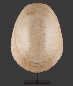 Albino Loggerhead Turtle Shell, ‘Caretta Caretta’