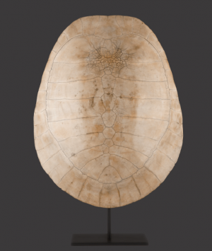 Albino Loggerhead Turtle Shell, ‘Caretta Caretta’