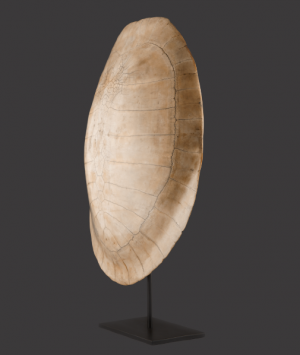 Albino Loggerhead Turtle Shell, ‘Caretta Caretta’