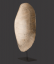 Albino Loggerhead Turtle Shell, ‘Caretta Caretta’