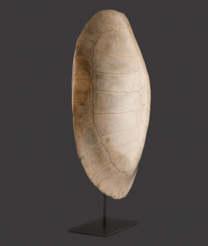 Albino Loggerhead Turtle Shell, ‘Caretta Caretta’