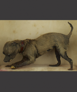 Preserved Miniature Dog