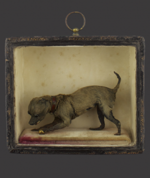 Preserved Miniature Dog