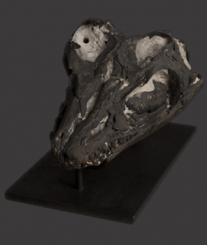 British Fossilised Marine Reptile Skull, ‘Ichthyosaurus Communis’