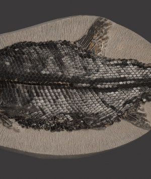 British Fossilised fish, ‘Eugnathus Orthostomus’