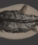British Fossilised fish, ‘Eugnathus Orthostomus’