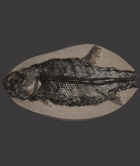 British Fossilised fish, ‘Eugnathus Orthostomus’