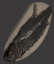 British Fossilised fish, ‘Eugnathus Orthostomus’