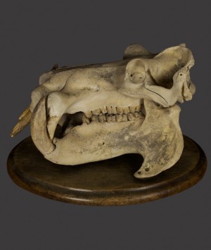 Hippopotamus Skull, ‘Hippopotamus Amphibius’