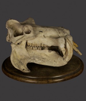 Hippopotamus Skull, ‘Hippopotamus Amphibius’