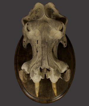 Hippopotamus Skull, ‘Hippopotamus Amphibius’