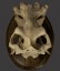 Hippopotamus Skull, ‘Hippopotamus Amphibius’
