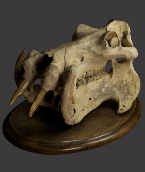 Hippopotamus Skull, ‘Hippopotamus Amphibius’