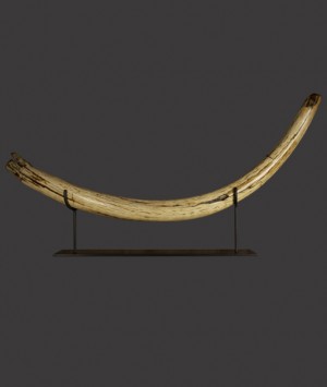 British Woolly Mammoth Tusk, ‘Mammuthus Primigenius’