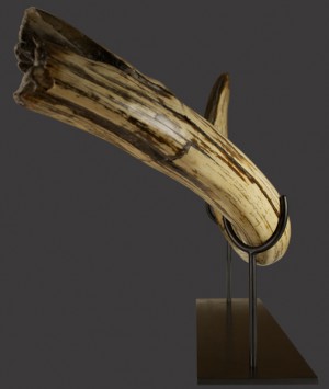 British Woolly Mammoth Tusk, ‘Mammuthus Primigenius’