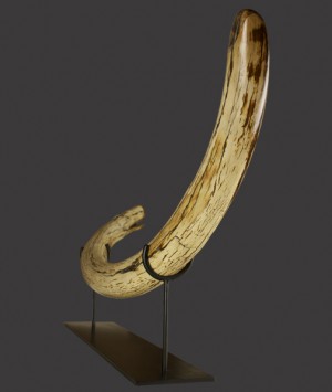 British Woolly Mammoth Tusk, ‘Mammuthus Primigenius’