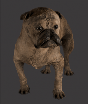 English Preserved Fighting Bulldog