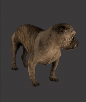 English Preserved Fighting Bulldog