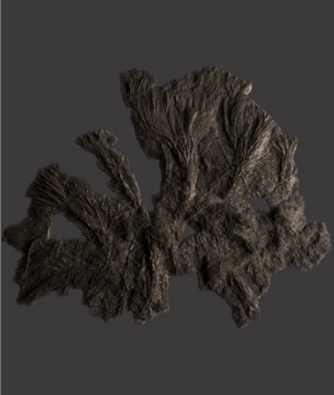 British Fossilised Crinoid, ‘Pentacrinites’