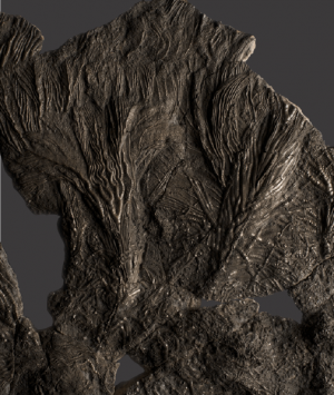 British Fossilised Crinoid, ‘Pentacrinites’