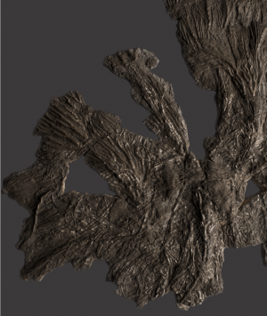 British Fossilised Crinoid, ‘Pentacrinites’