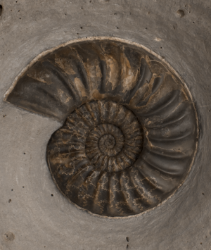 British Fossilised Ammonite, ‘Asteroceras Obtusum’