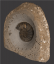 British Fossilised Ammonite, ‘Asteroceras Obtusum’