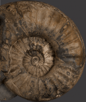 British Fossilised Ammonite, ‘Asteroceras Stellare’