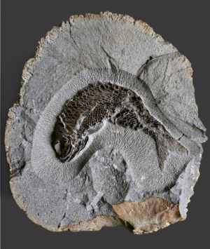 British Fossilised Fish Pholidophorus