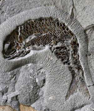 British Fossilised Fish Pholidophorus