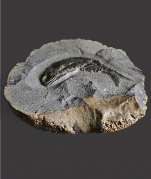 British Fossilised Fish Pholidophorus