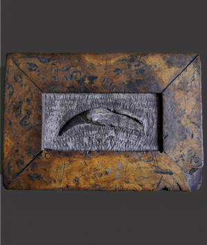 Fossil Plesiosaurus Tooth