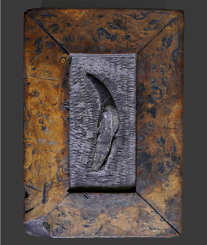 Fossil Plesiosaurus Tooth